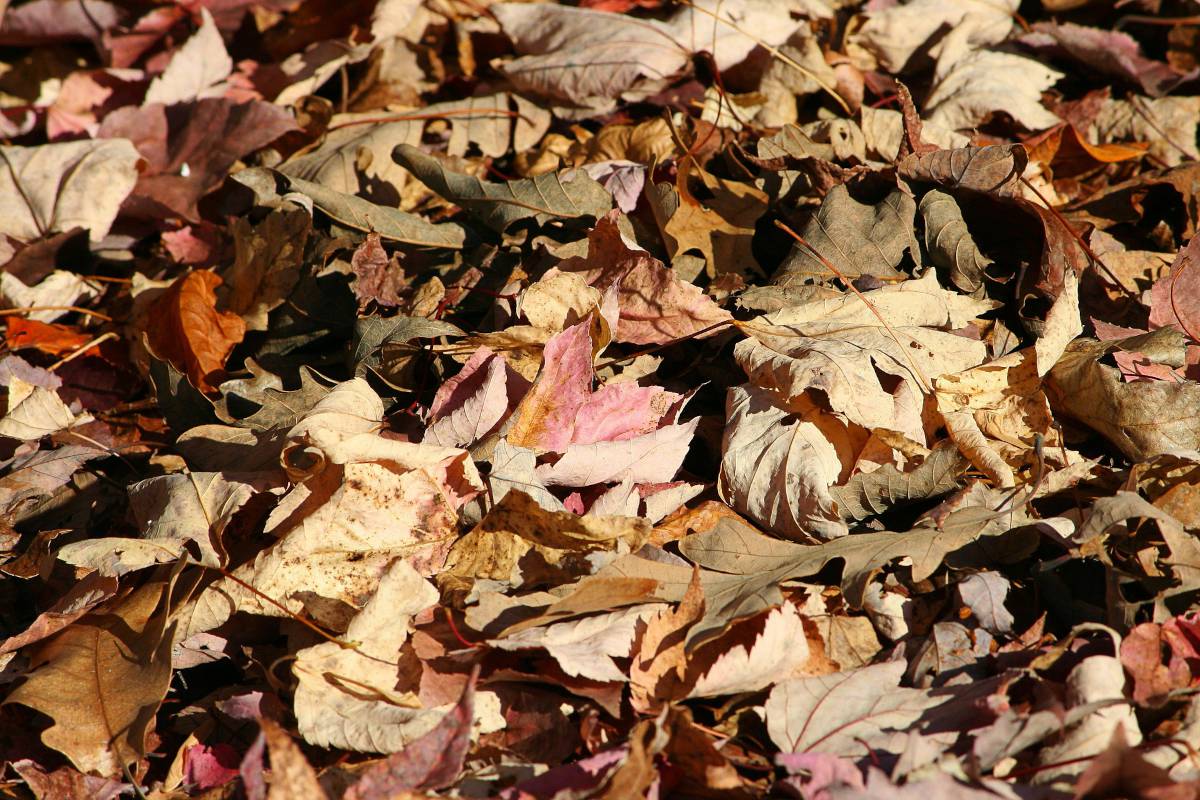Les feuilles mortes : paillage et autres usages au potager