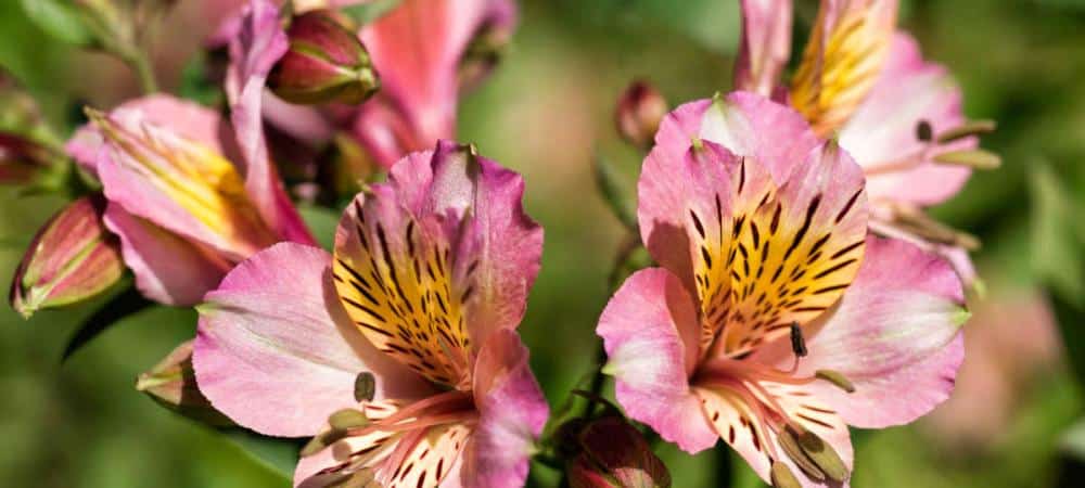 Alstroemère - alstoemeria