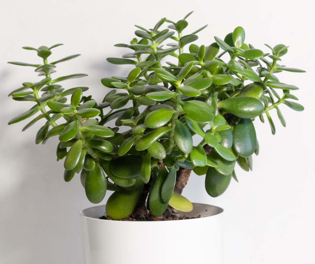Crassula ovata h15cm - plante grasse d'intérieur