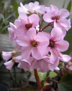 bergenia en fleur - entretien a fil des saisons