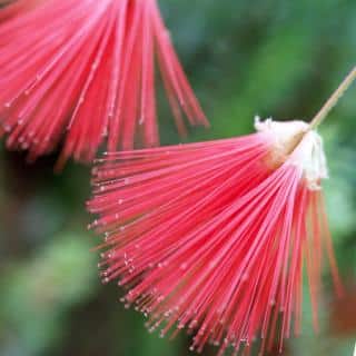 red acacia flower
