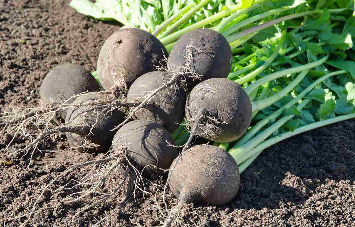 Radis noir : semis, propriétés et