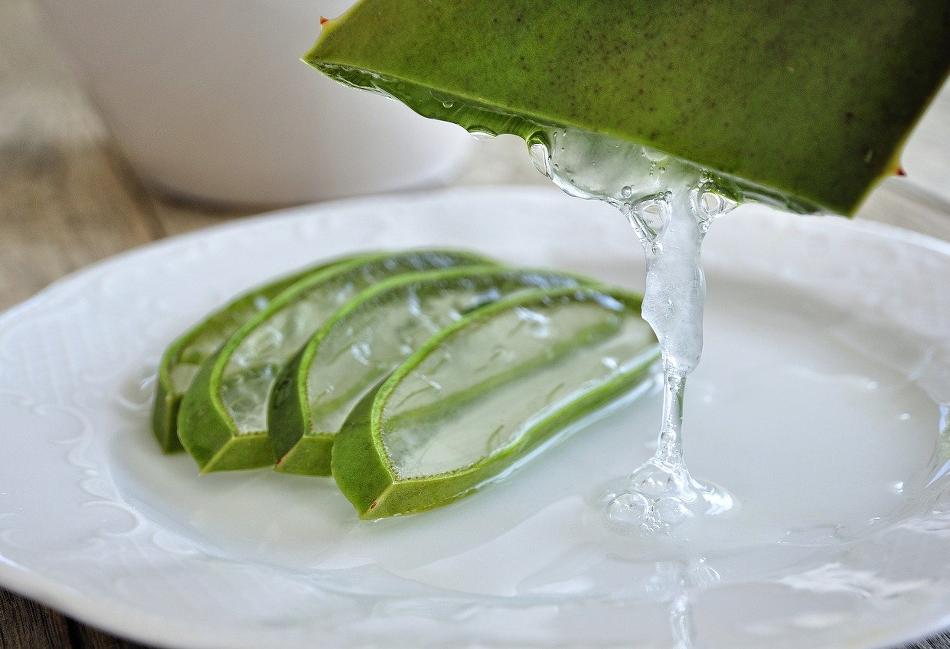 Récolter le gel d'Aloe vera