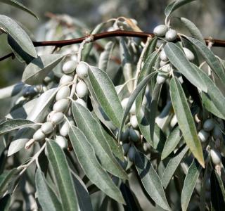 La picholine, la plus savoureuse des olives du Gard ou l'or provençal !