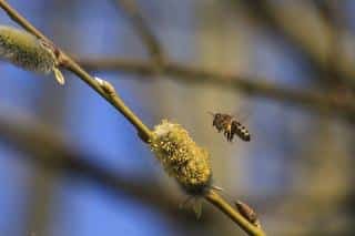Saule marsault abeille