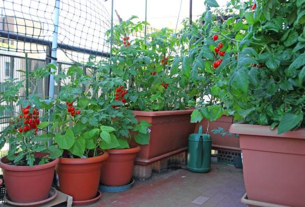 Cultiver Des Tomates En Pots Les Cl S Du Succ S