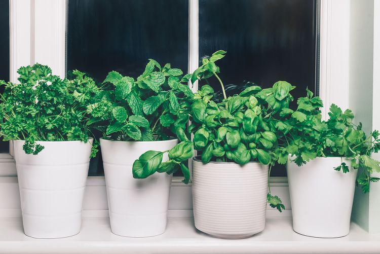Comment installer des plantes aromatiques dans une jardinière