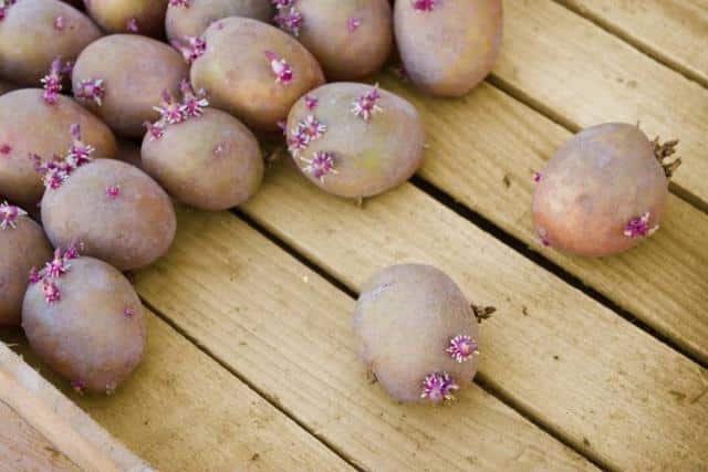 Faire Germer Les Pommes De Terre Période Et Technique 