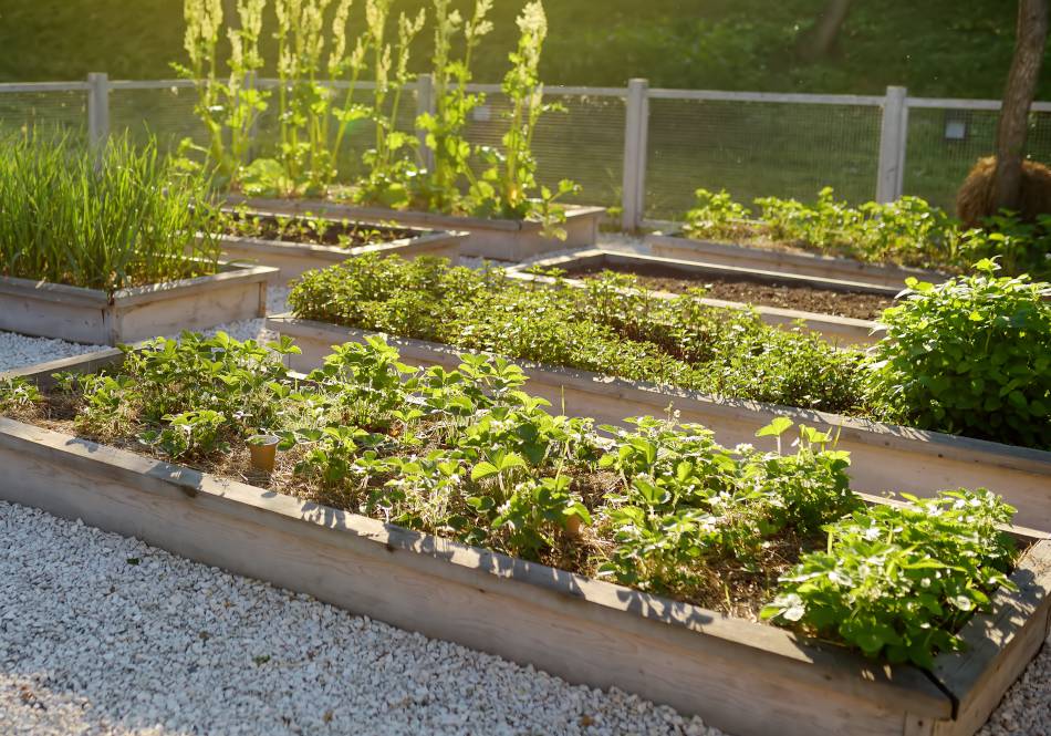 Créer un jardin potager avec jaime-jardiner.com