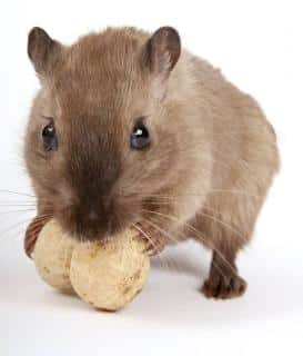rat domestique alimentation