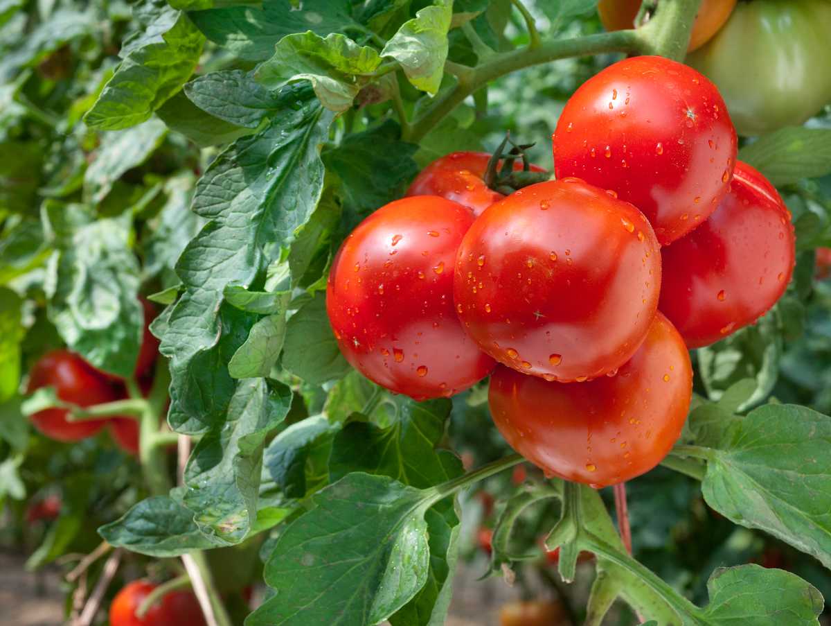 Tomate : culture, entretien et récolte
