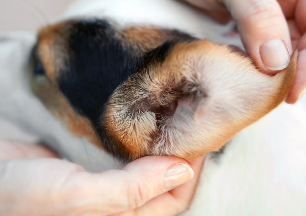 Nettoyer les oreilles de son chien : comment faire ? • INVERS La
