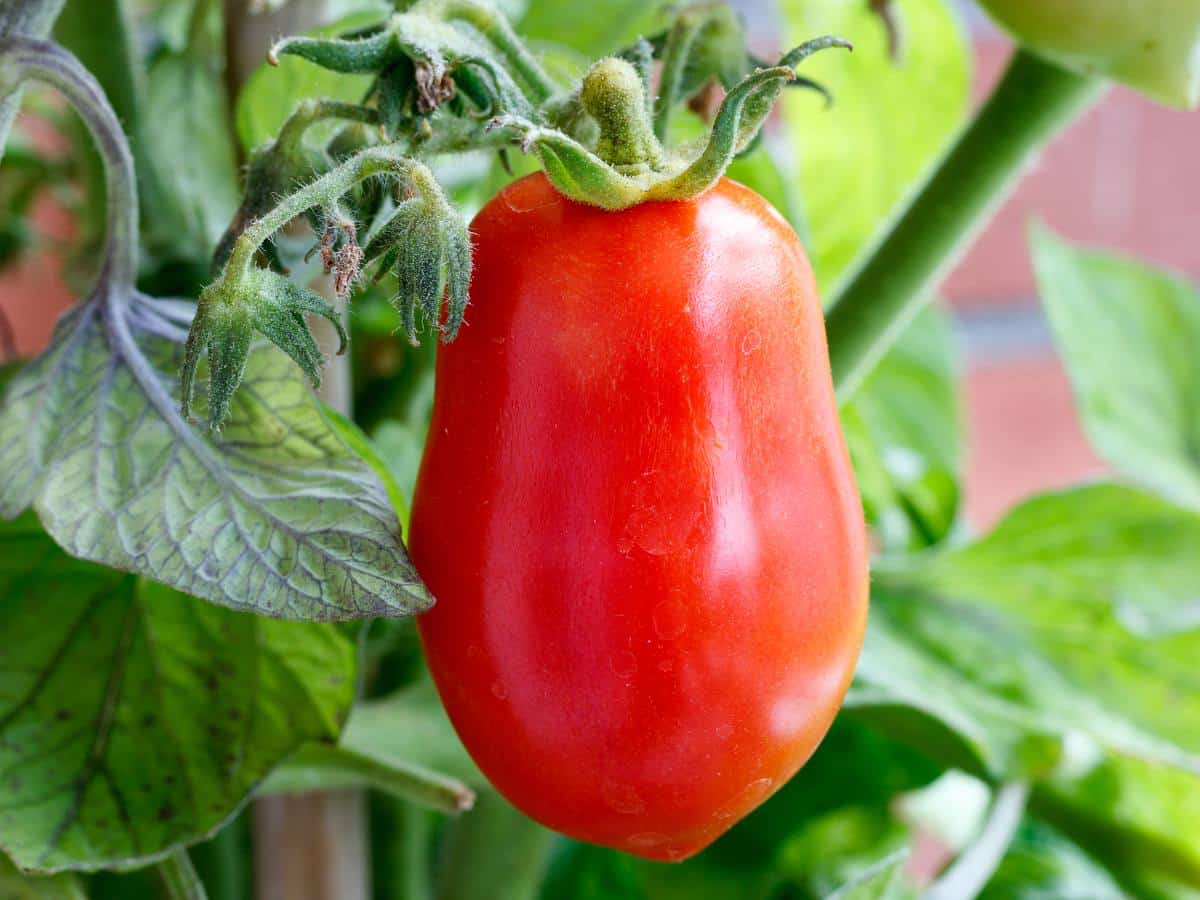 Poisson à la sauce tomates - Programme Malin
