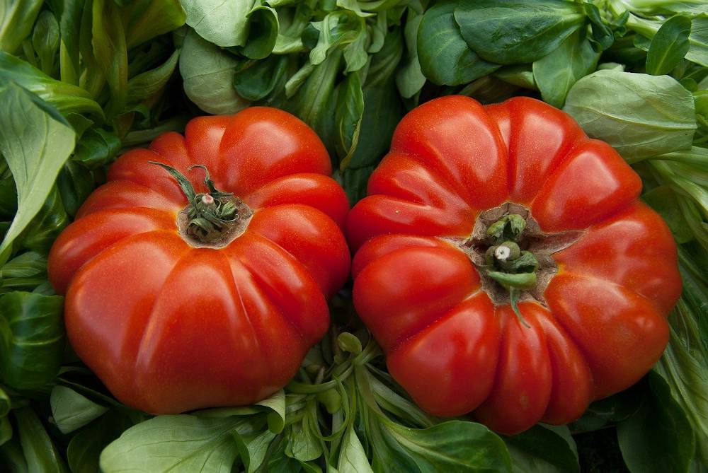 Comment et quand faire la récolte des graines de tomates ?