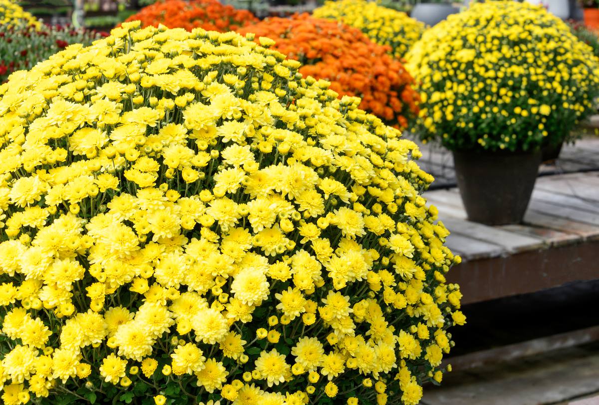 Chrysanthème, Plante d'automne et d'hiver