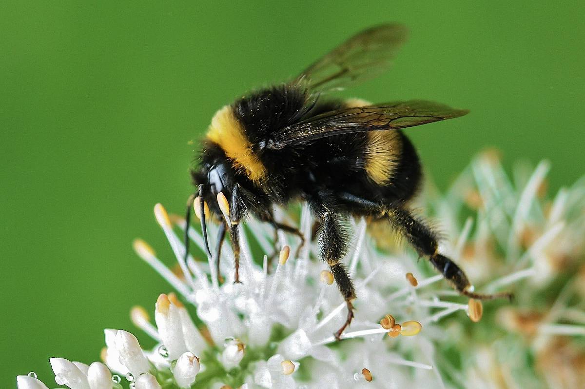 Le pollen d'abeille, un trésor insoupçonné