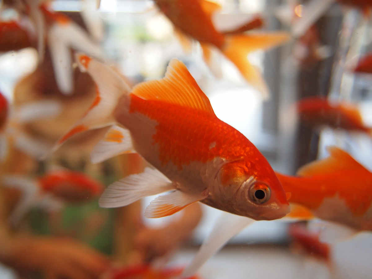 L'aquarium à poissons rouges : 12 conseils pour réussir