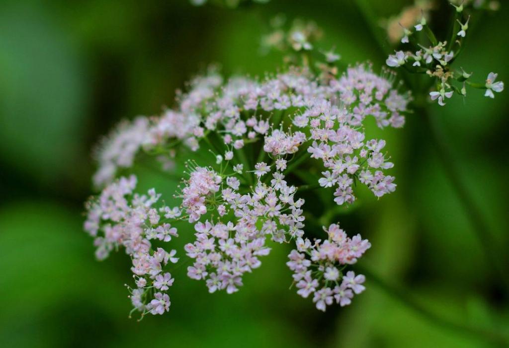 valeriane officinale plante medicinale