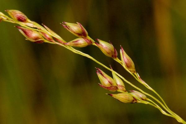 Panicum Virgatum : Plantation Et Entretien Du Panic érigé