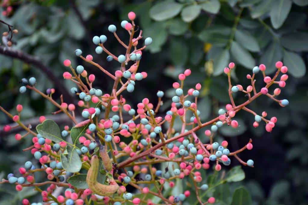 Troène du Japon Ligustrum Japonicum Plantation Entretien