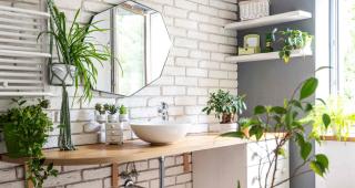 plante adaptée cuisine - salle de bain