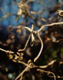 Corylus avellana 'Contorta'