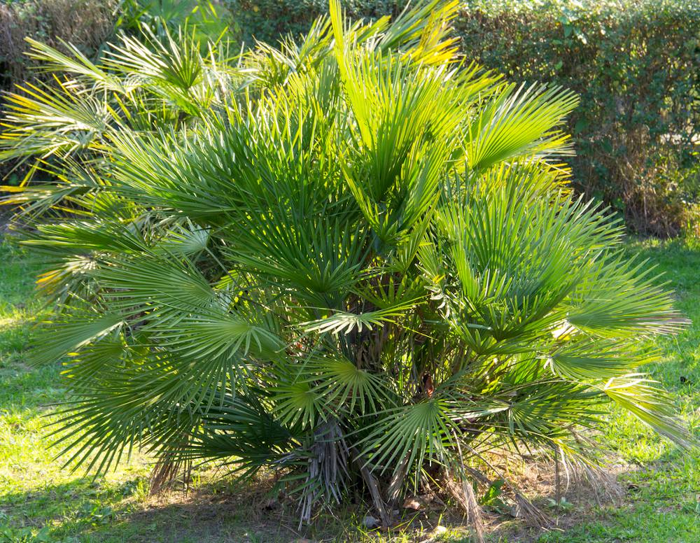 Comment planter et entretenir le palmier nain ?