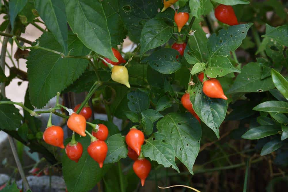 Le piment Biquinho : semis et plantation, culture et entretien