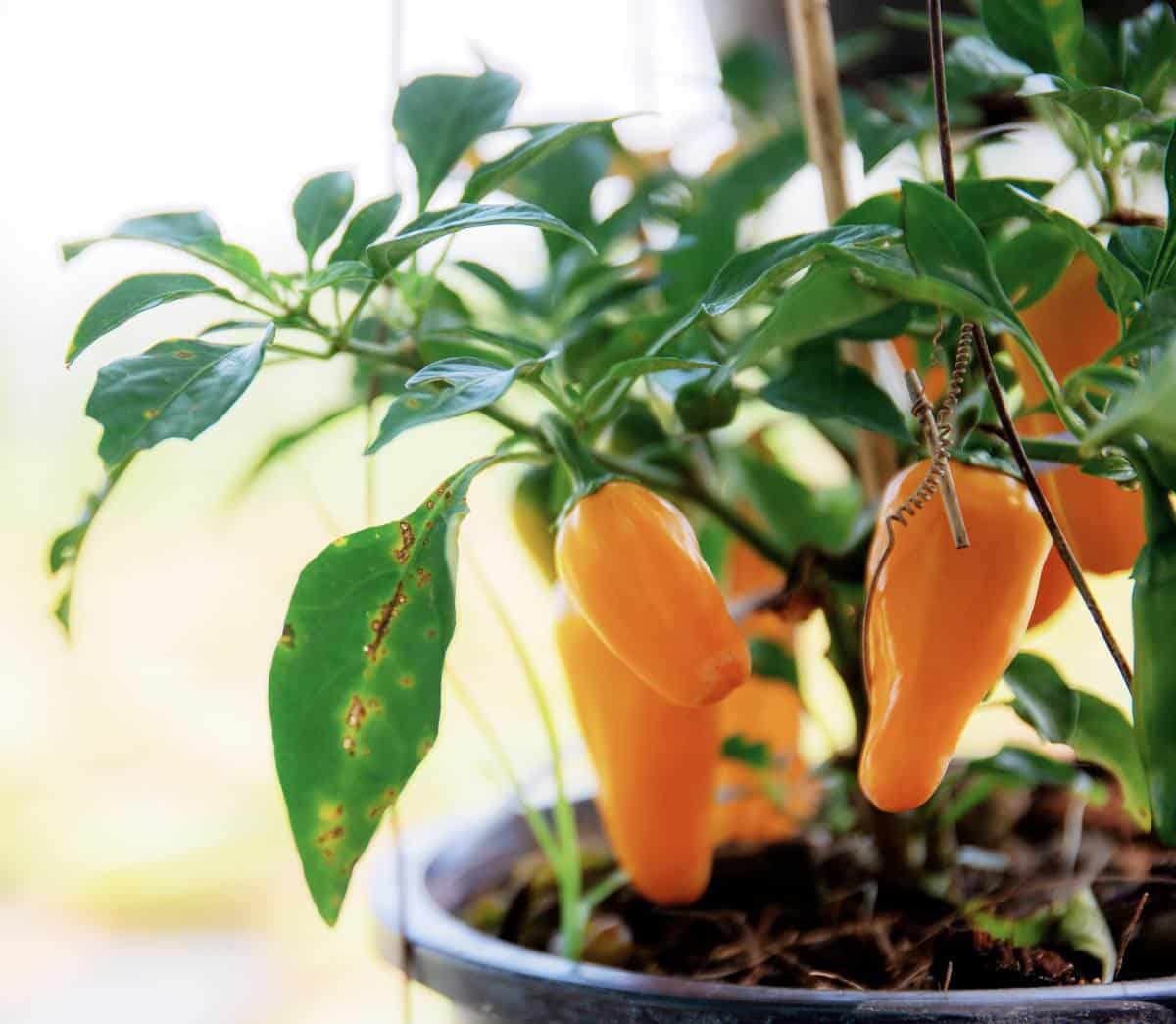 Réussir la culture du poivron et du piment