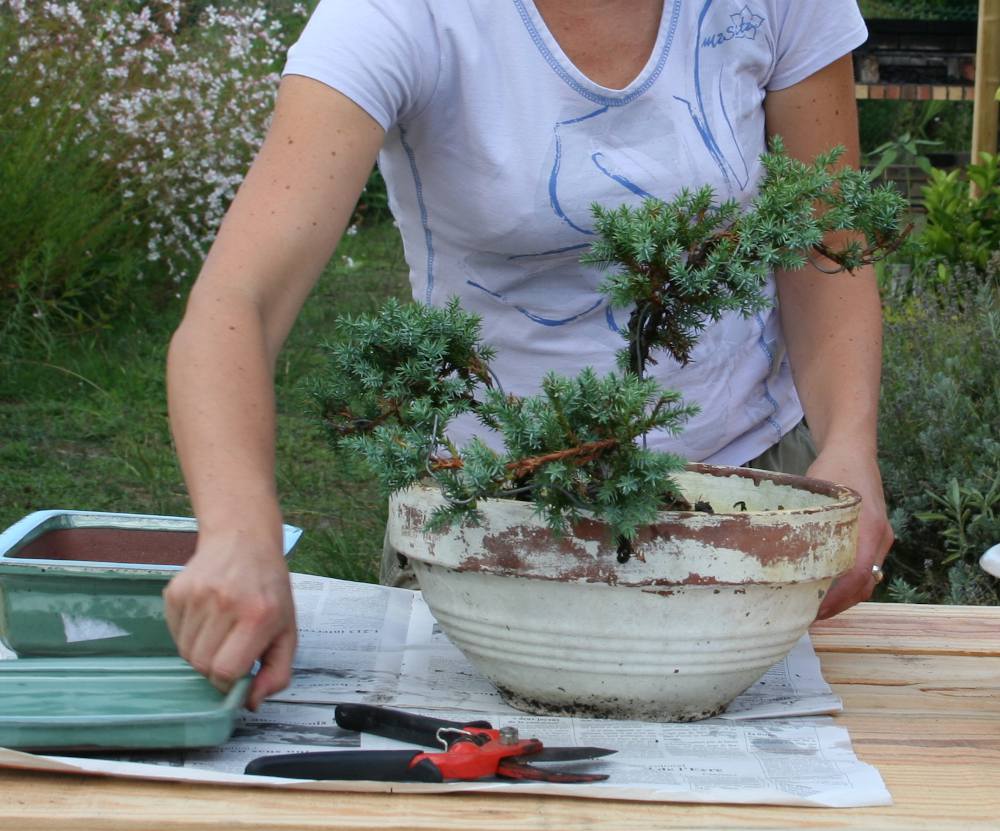 Jardinage : créez un bonsaï vous-même