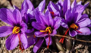 recolte du safran crocus