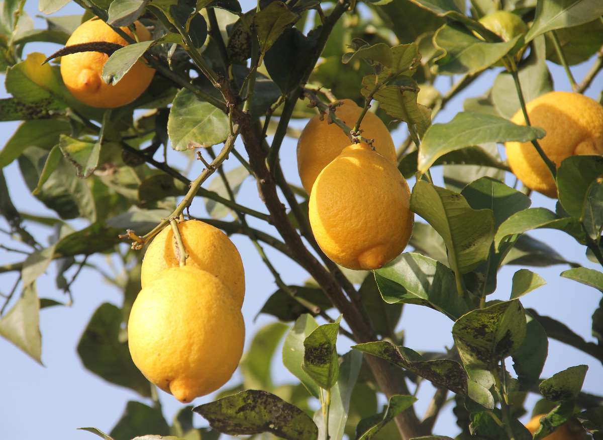 Pourquoi les oranges ont la forme de citron en Espagne cette année