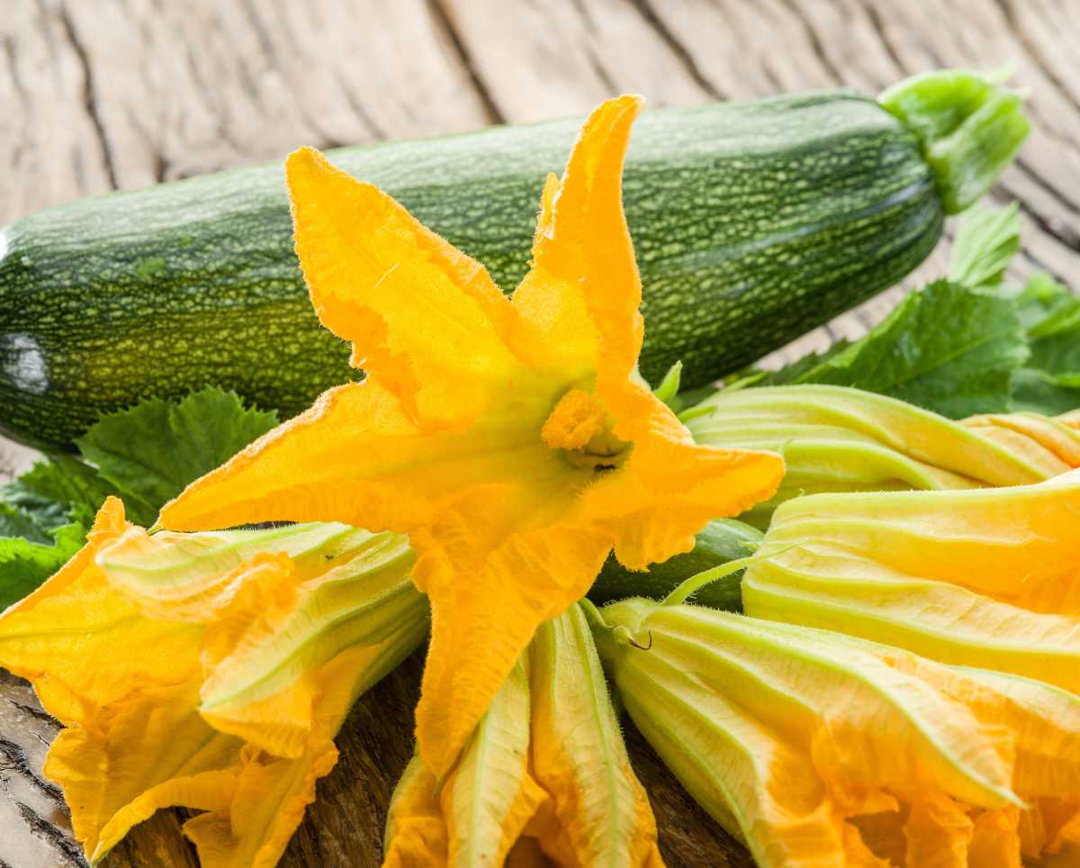 Fleur de courgette : récolte et utilisation en cuisine