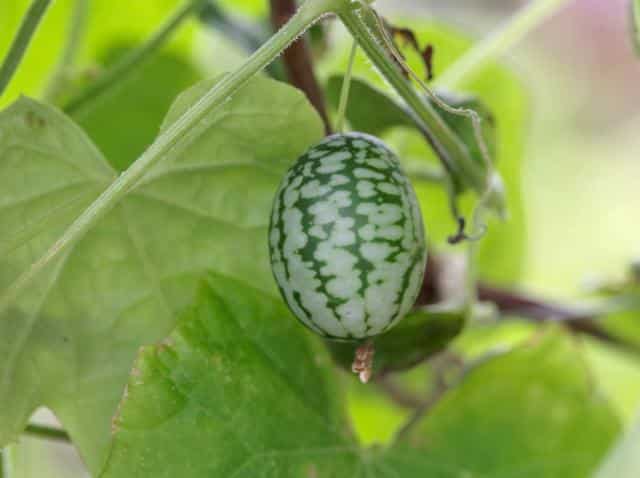 Cucamelon Conseils De Culture R Colte Et Conservation