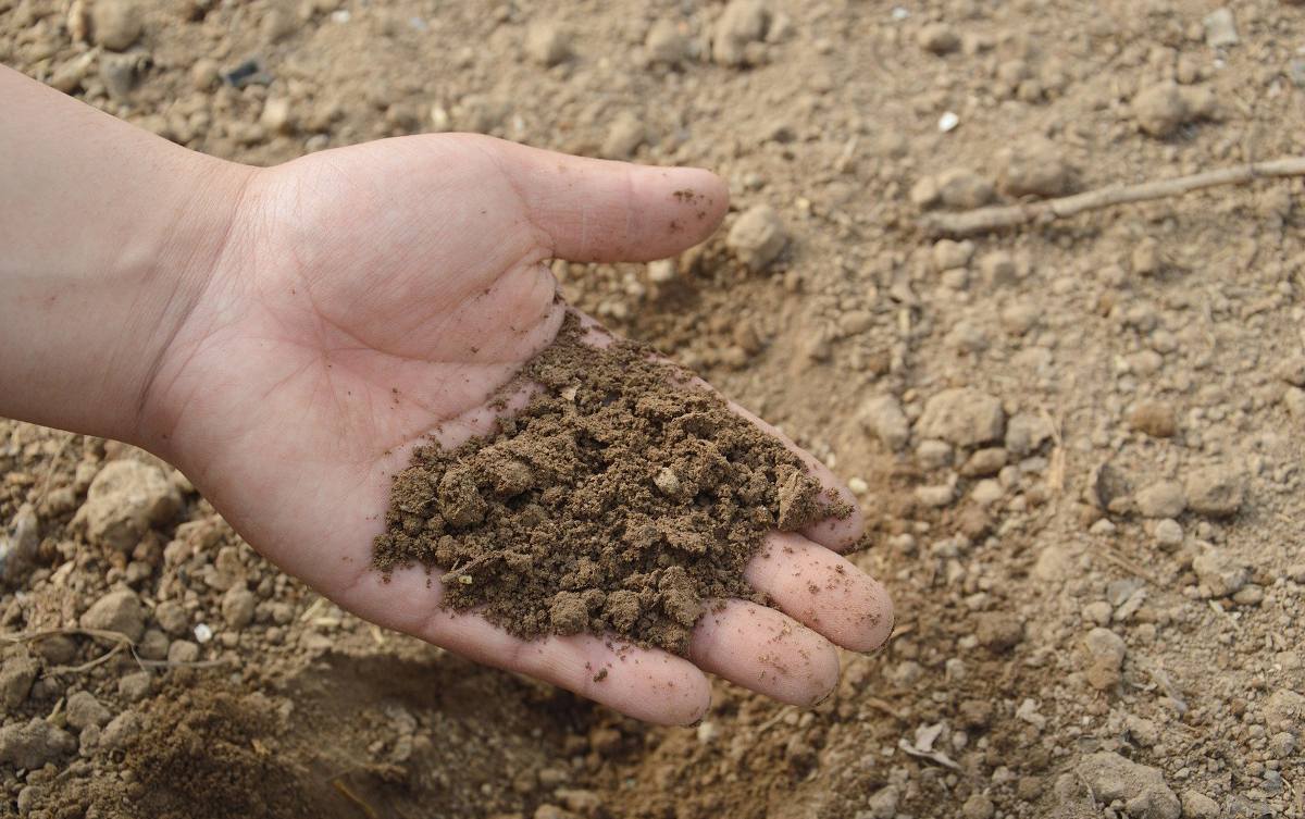 Sol calcaire : mieux le connaître et comment le cultiver