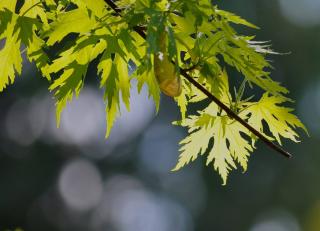 erable argente plantation - Acer saccharinum