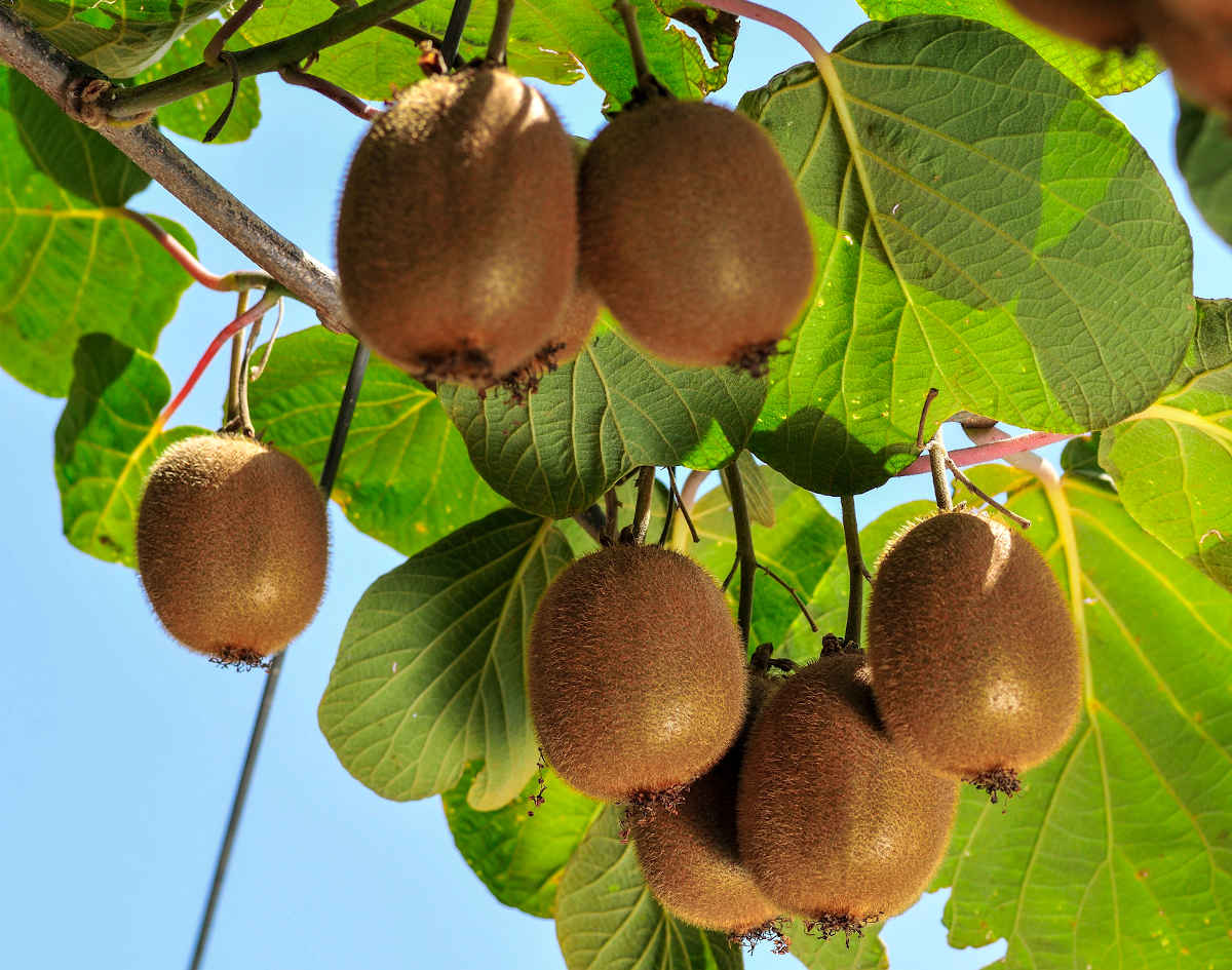 Comment choisir ses arbres fruitiers à cultiver en bac ? - Marie