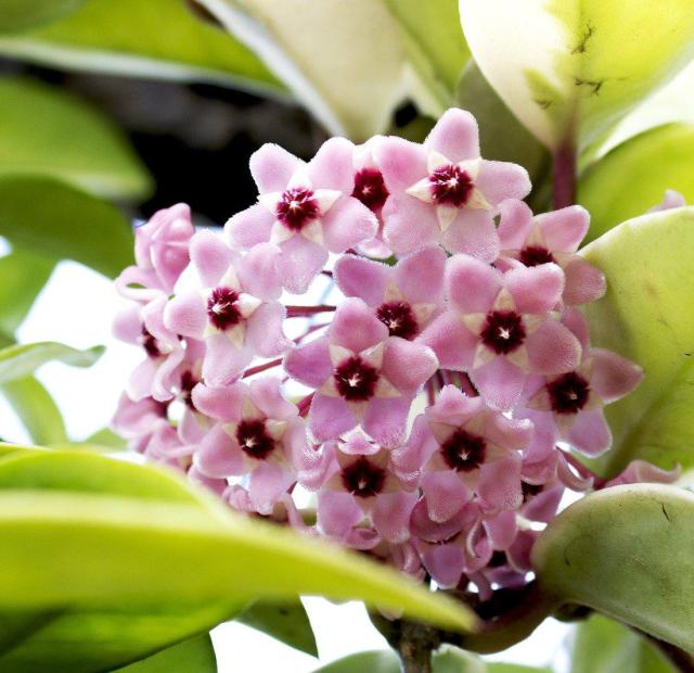 Hoya Fleur De Porcelaine Plantation Et Entretien