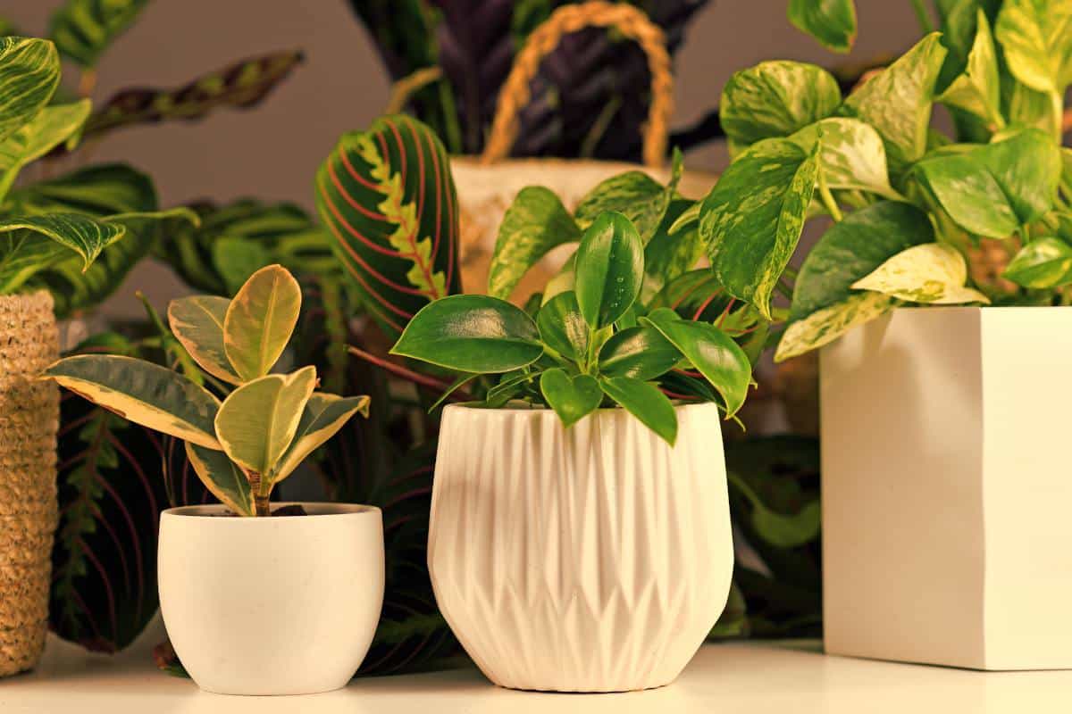 5 jolies plantes d'intérieur qui n'ont pas besoin de lumière