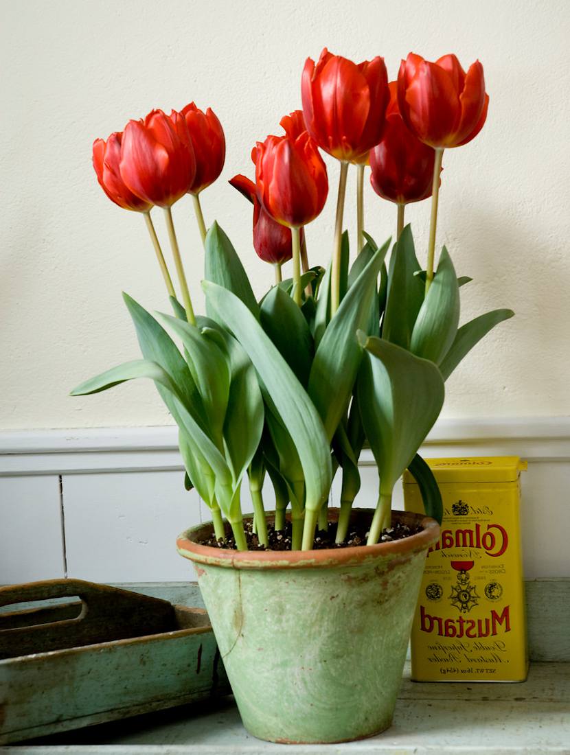 Choisir et planter un bulbe de tulipe