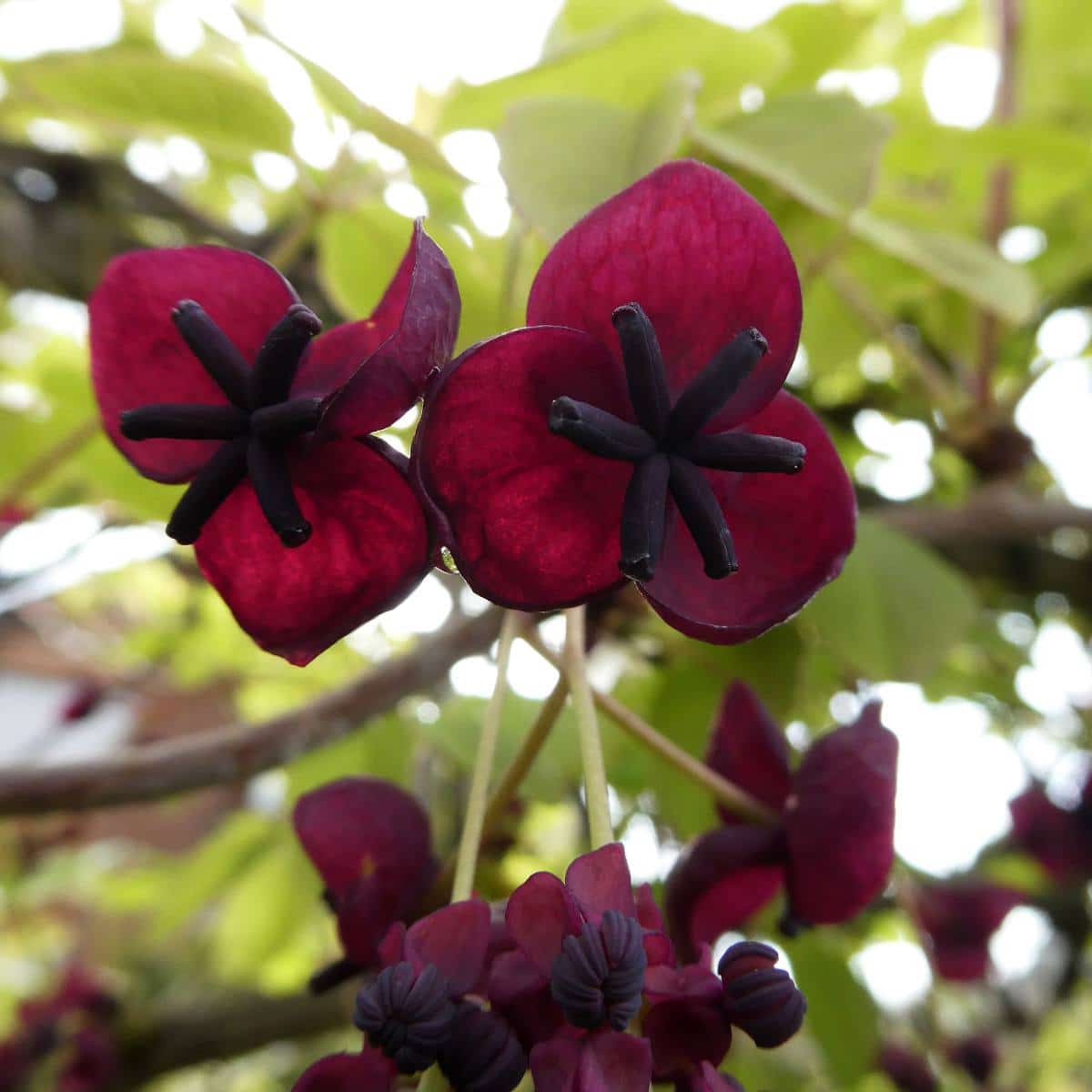 10 fleurs d'hiver - Plantes, arbustes, grimpantes - Jardiner Malin