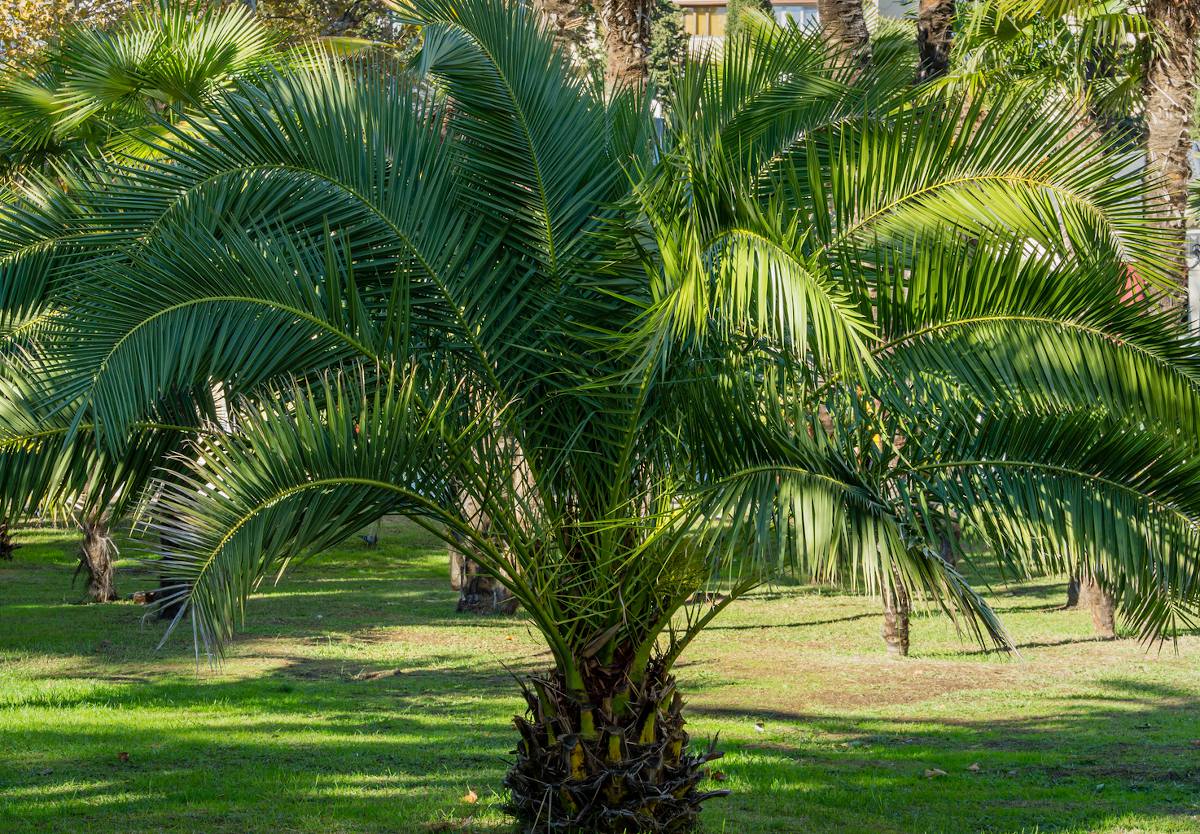 Réussir le palmier des Canaries en pleine terre - Palmiers et Compagnie