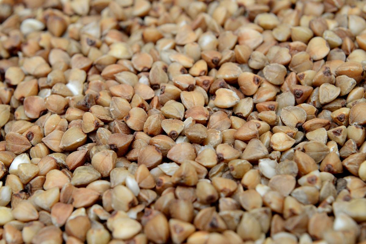 Sarrasin : semis, culture et récolte