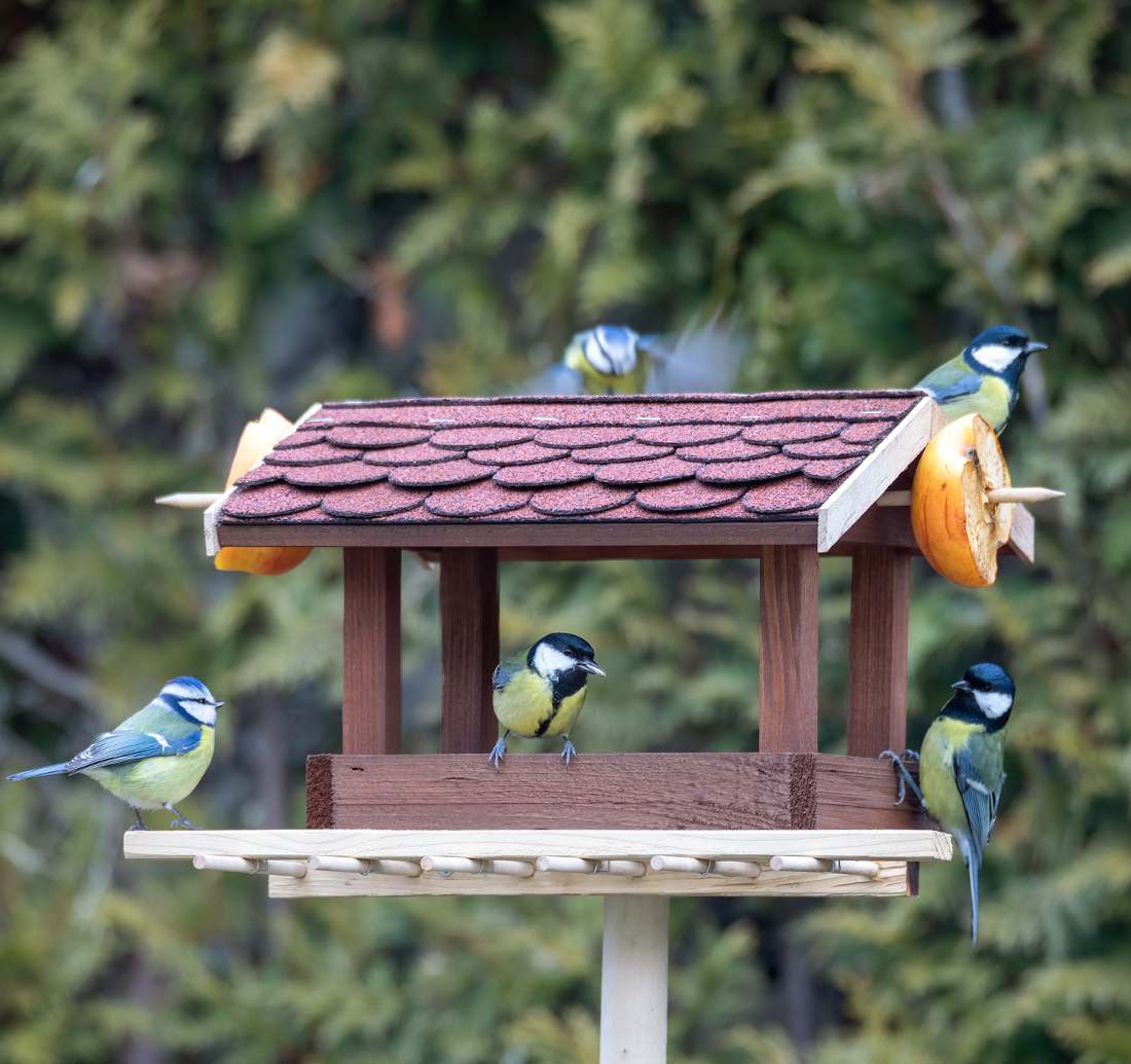 Attirer les oiseaux au jardin en hiver : nichoir et mangeoir
