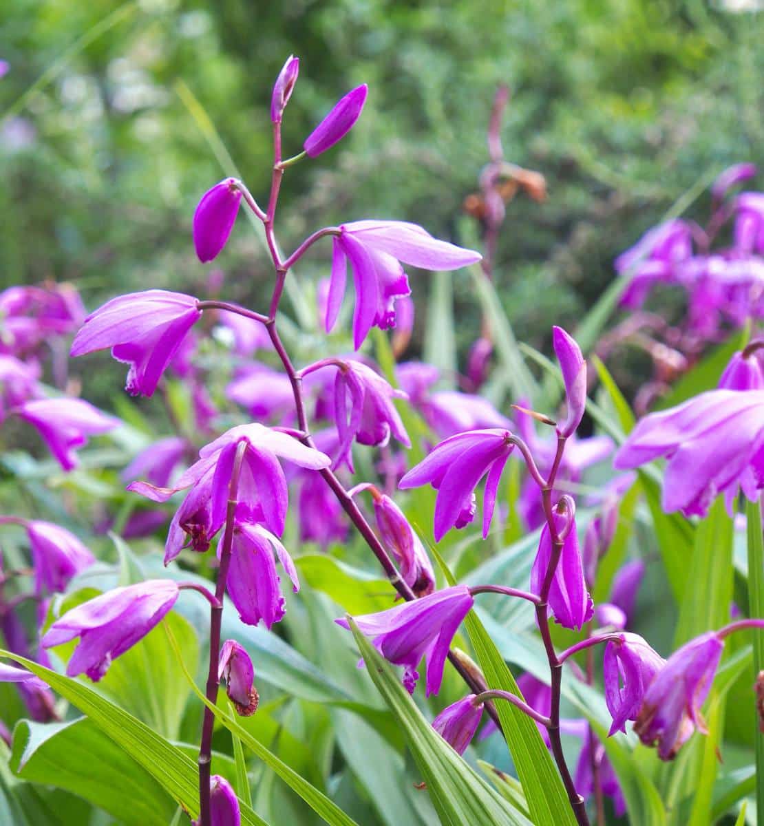 Orchidée jacinthe (Bletilla) ou orchidée terrestre : plantation, culture,  entretien