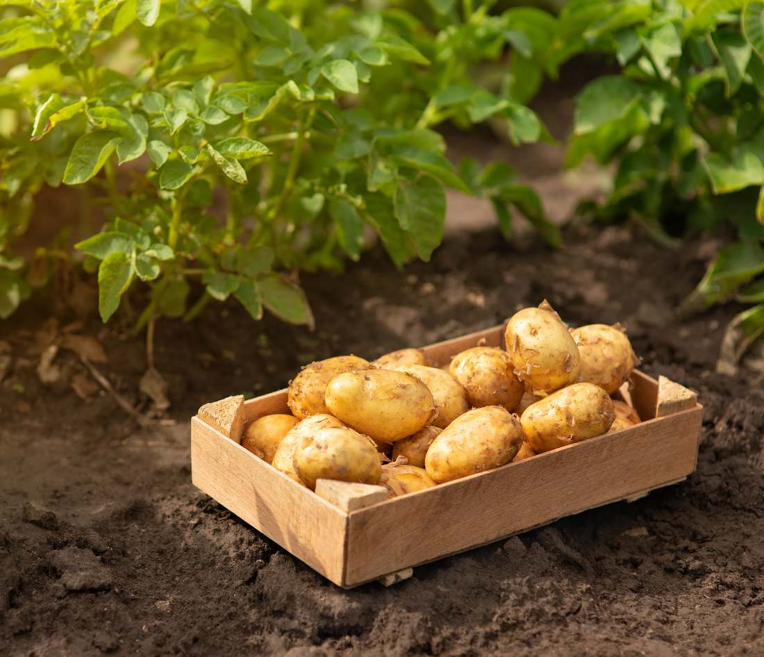 Pomme de terre ou patate? - Jardinier paresseux
