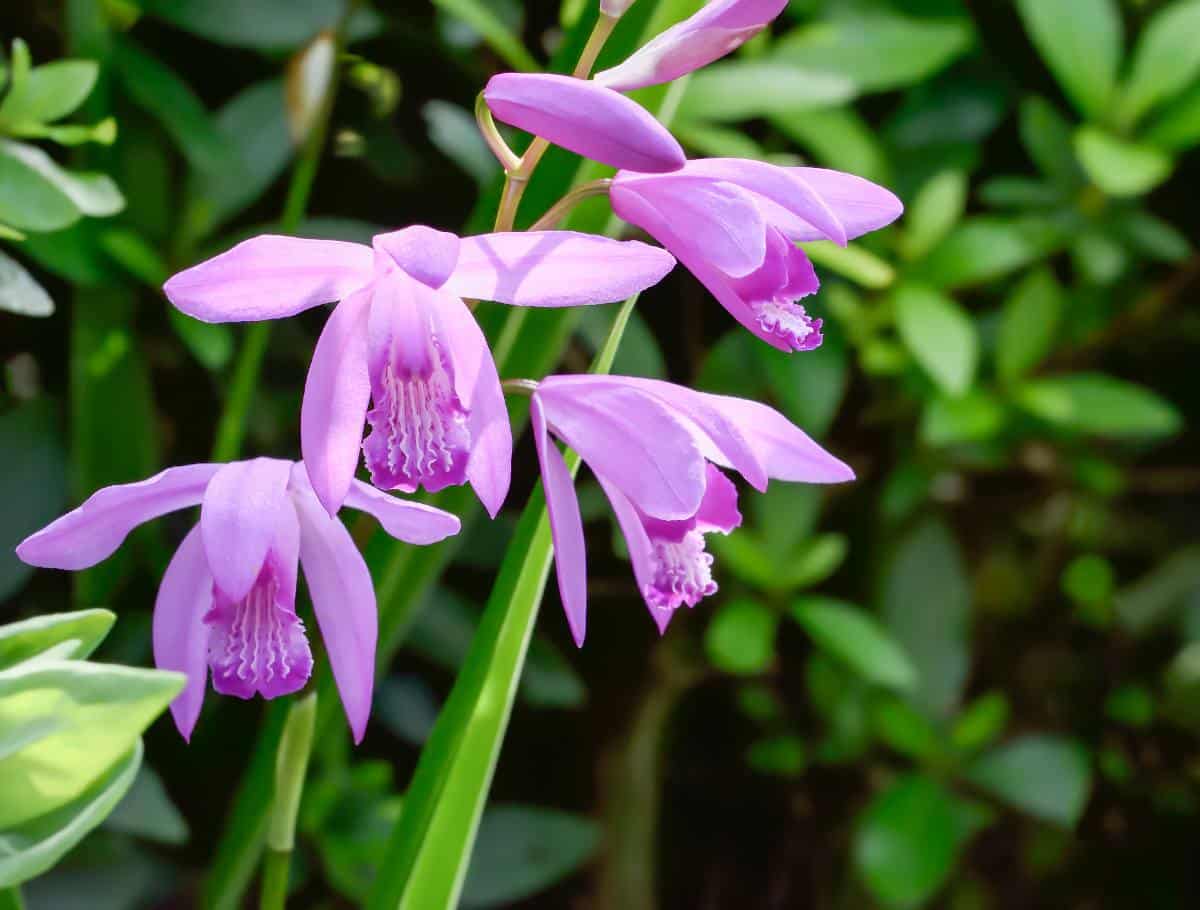 Orchidée jacinthe (Bletilla) ou orchidée terrestre : plantation, culture,  entretien