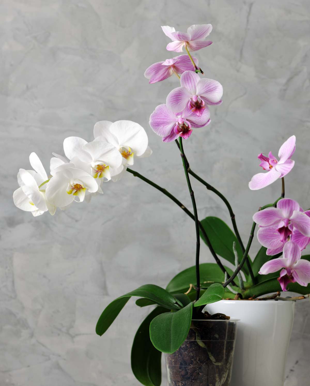 Comment entretenir une orchidée et ses variantes ?