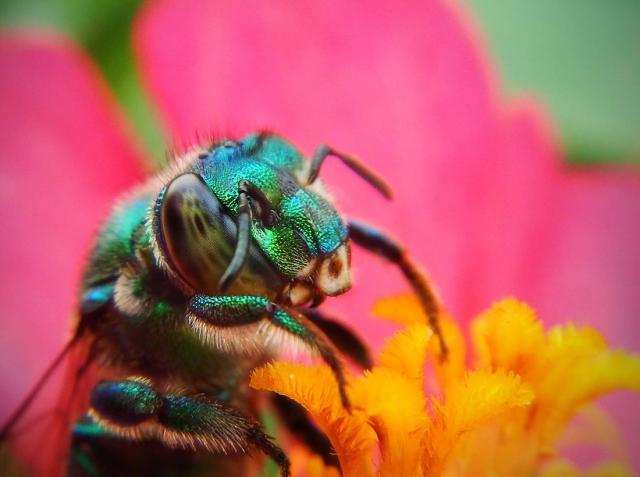 Insectes Pollinisateurs : Les Attirer Grâce Aux Plantes