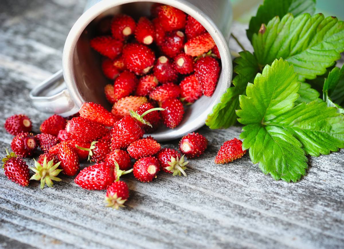 La fraise des bois sauvage : toxique ou comestible - saison et prix